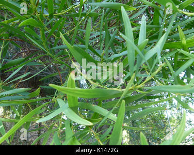 Acacia longifolia Nahaufnahme Stockfoto