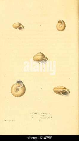 Amerikanische conchology (Platte 37) (6353127515) Stockfoto