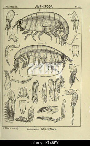 Ein Konto der Crustacea Norwegen (PL. 22) (6812209017) Stockfoto