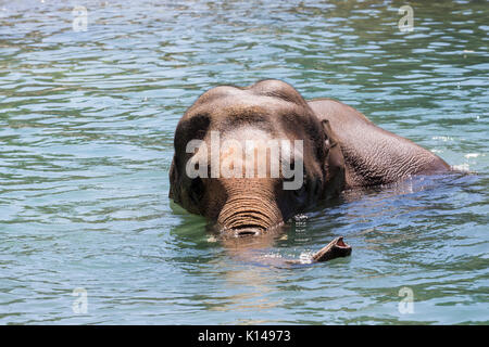 In das Wasser an der Portland Oregon Zoo Elephant Stockfoto
