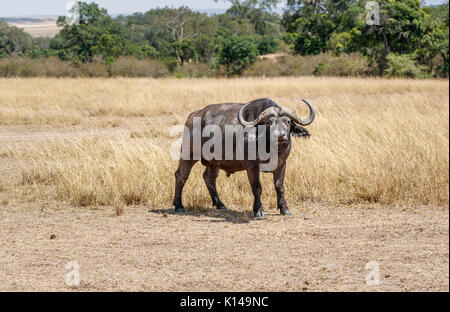 Große Stier (männlich) nach Kapstadt Büffel, Syncerus caffer, einer der Big5, im langen Gras in der Savanne in der Masai Mara, Kenia stehend Stockfoto