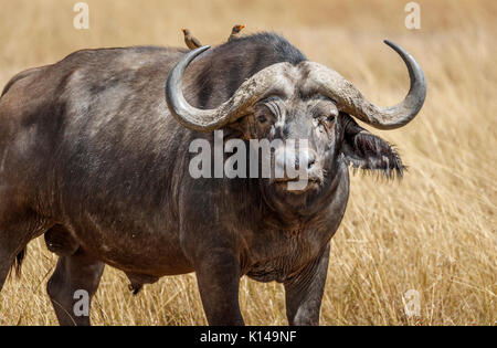 Große Stier (männlich) Büffel, Syncerus caffer, einer der Big5, stehend im langen Gras in der Savanne in der Masai Mara, Kenia mit yellow-billed oxpeckers Stockfoto