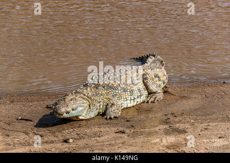 Große reptilian Nilkrokodil (Crocodylus niloticus) mit schuppiger Haut Aalen in der Sonne am Ufer des Flusses Mara, Masai Mara, Kenia Stockfoto