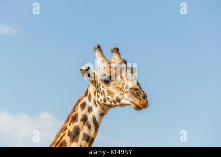 In der Nähe der Leiter der Masai Giraffe (Giraffa Camelopardalis tippelskirchi) Masai Mara, Kenia Stockfoto