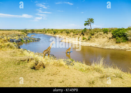Blick auf die Landschaft mit zwei Masai Giraffen (Giraffa Camelopardalis tippelskirchi) am Ufer des Flusses und die Kreuzung in der Mara River, Masai Mara, Kenia Stockfoto