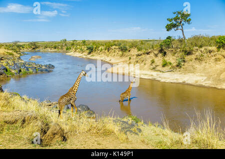 Blick auf die Landschaft mit zwei Masai Giraffen (Giraffa Camelopardalis tippelskirchi) am Ufer des Flusses und die Kreuzung in der Mara River, Masai Mara, Kenia Stockfoto