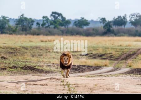 Frontalansicht einer einsamen männlichen Mara Löwe (Panthera leo) mit verletzten Auges gezielt auf dem Weg zur Kamera, im Morgenlicht, Masai Mara, Kenia Stockfoto