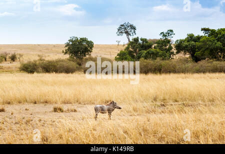 Kenianische Ostafrikanische Landschaft: Blick auf gemeinsame Warzenschwein, Phacochoerus Africanus, stehend in langen, trockenen Gras in der Savanne in der Masai Mara, Kenia Stockfoto