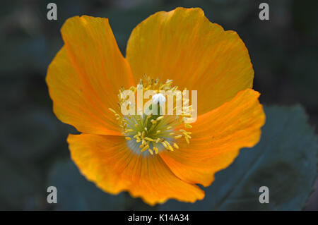 Waliser Mohnblume Stockfoto