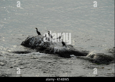 Dänemark, Insel Bornholm, Ostsee, schwarz Kormoran Vogel auf Stein Stockfoto