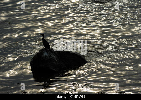 Dänemark, Insel Bornholm, Ostsee, schwarz Kormoran Vogel auf Stein Stockfoto