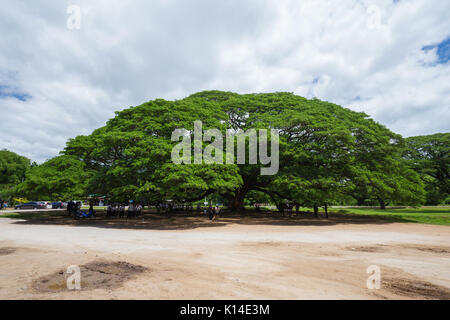 KANCHANABURI, THAILAND - 24. Juni: Giant Monky Pod Baum mit Menschen besuchten am 24. Juni 2017 in Kanchanaburi, Thailand Stockfoto