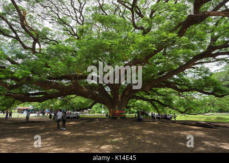 KANCHANABURI, THAILAND - 24. Juni: Giant Monky Pod Baum mit Menschen besuchten am 24. Juni 2017 in Kanchanaburi, Thailand Stockfoto