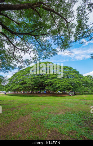 KANCHANABURI, THAILAND - 24. Juni: Giant Monky Pod Baum mit Menschen besuchten am 24. Juni 2017 in Kanchanaburi, Thailand Stockfoto