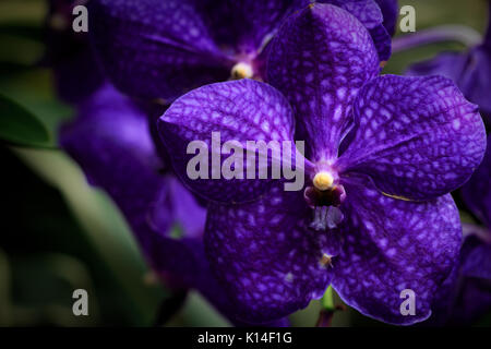 Eine große purple orchid (Vanda coerulea) Stockfoto