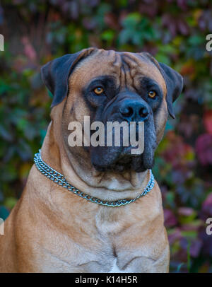 Closeup Portrait von seltenen Hunderasse South African Boerboel Stockfoto