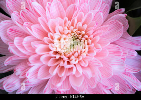 In der Nähe von rosa Blume aster Details für Hintergrund Stockfoto