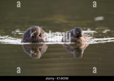 Ein paar Mindestens Haubentaucher (Tachybaptus dominicus) Stockfoto