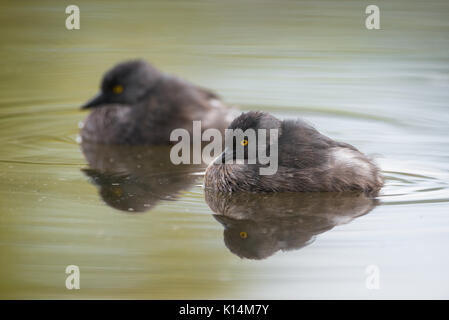 Ein paar Mindestens Haubentaucher (Tachybaptus dominicus) Stockfoto