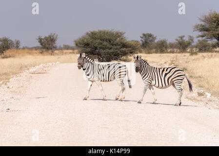 Zwei Burchells Zebras, Equus burchellii Quagga, Überqueren einer Straße im Norden Namibias. Ein Zebra ist schwanger Stockfoto