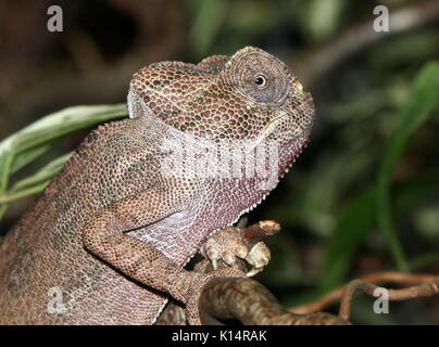 Europen Gewöhnliches Chamäleon (Chamaeleo chamaeleon), auch mediterrane Chamäleon, Stockfoto