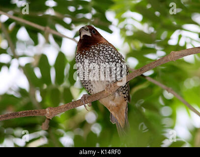 Männliche Südostasiatischen Schuppige-breasted munia oder Gefleckt munia (Lonchura punctulata), alias Nutmeg Mannikin oder spice Finch. Stockfoto