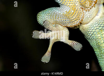 Nahaufnahme eines Grünen Madagaskar Taggecko (Phelsuma madagascariensis) Hinterfüße auf eine Glasscheibe mit klebrigen toe Pads festhalten Stockfoto