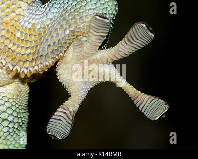 Nahaufnahme eines Grünen Madagaskar Taggecko (Phelsuma madagascariensis) Hinterfüße auf eine Glasscheibe mit klebrigen toe Pads festhalten Stockfoto