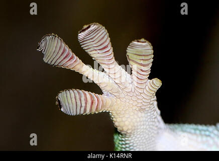 Nahaufnahme eines Grünen Madagaskar Taggecko (Phelsuma madagascariensis) vorderen Fuß auf eine Glasscheibe mit klebrigen toe Pads festhalten Stockfoto