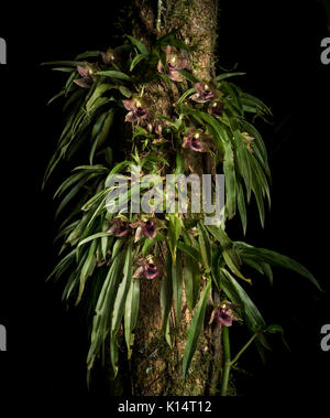 Wild Orchid promenaea stapelioides vom Atlantischen Regenwald Stockfoto