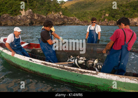Traditionelle Tambau Flat Fischer ihre Netze aus SE Brasilien ziehen Stockfoto