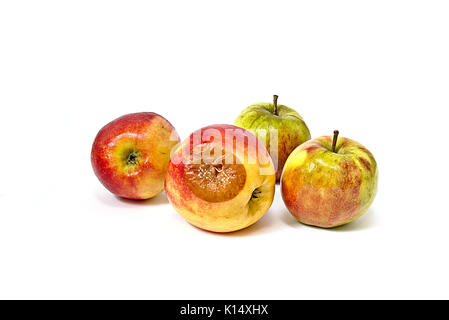 Bad apple mit Schimmel unter essbare Äpfel Stockfoto