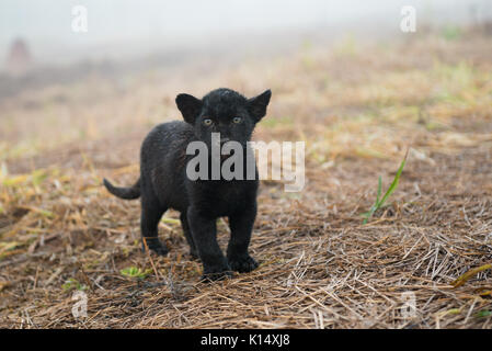 Baby schwarz Jaguar, im Instituto Onça Pintada geboren wurde Stockfoto