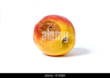 Bad apple mit Schimmel, auf weißem Hintergrund Stockfoto