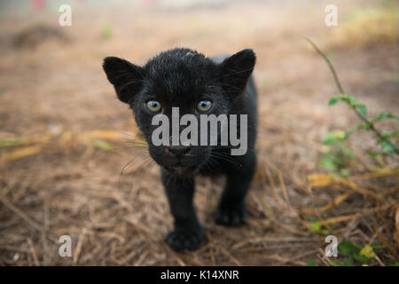 Baby schwarz Jaguar, im Instituto Onça Pintada geboren wurde Stockfoto