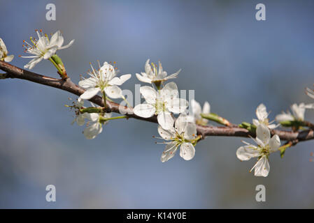 Weißdorn-Filiale in der Blüte Stockfoto