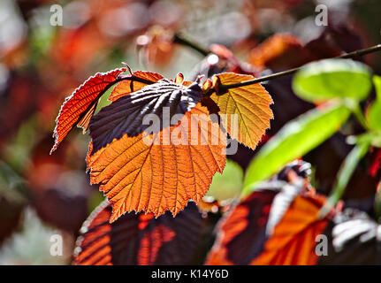 Purple Hazel Blätter im Frühling Stockfoto