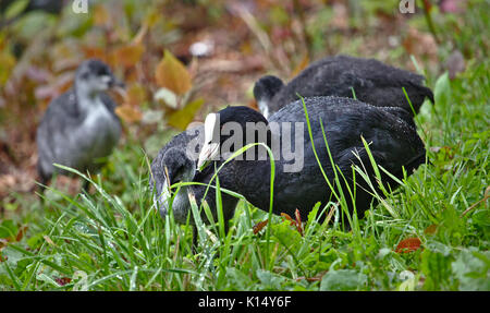 Gemeinsame Blässhuhn mit zwei Küken am Seeufer Stockfoto