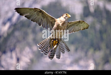 Merlin im Flug mit Flügel Stockfoto