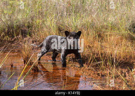 Baby schwarz Jaguar in Water's Edge Stockfoto