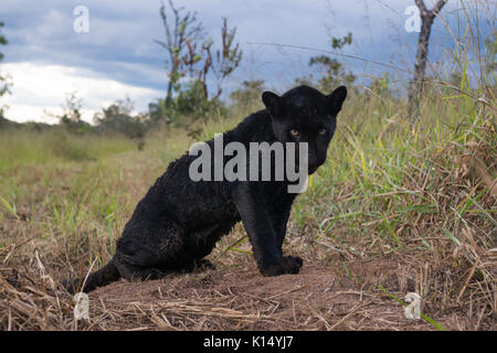 Baby schwarz Jaguar, im Instituto Onça Pintada geboren wurde Stockfoto