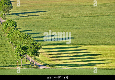 Grüne Weide mit Landstraße und Reihe der Bäume werfen lange Schatten im Morgenlicht Stockfoto