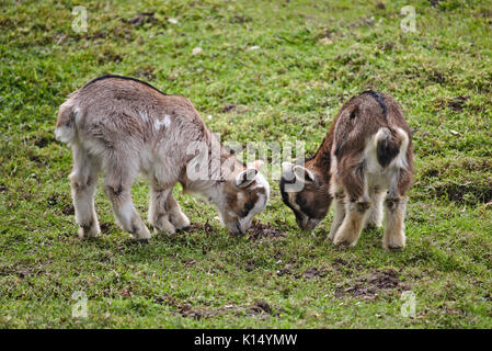 Zwei Kinder, die auf einer grünen Weide Stockfoto