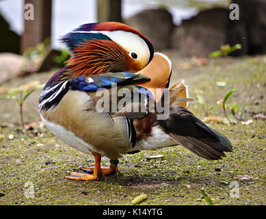 Farbenfrohe mandarinente Grooming Stockfoto