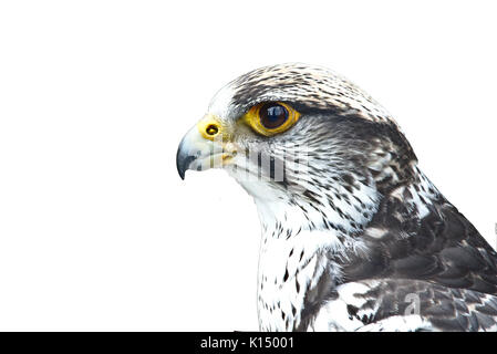 Closeup Portrait einer gyrfalcon auf weißem Hintergrund Stockfoto