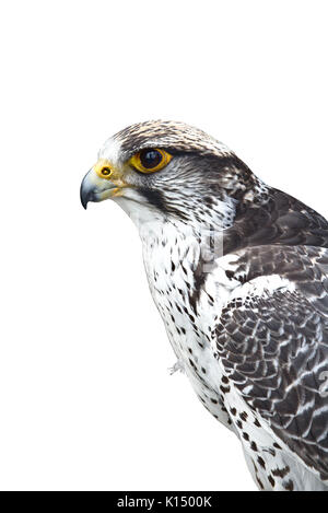 Closeup Portrait einer gyrfalcon auf weißem Hintergrund Stockfoto