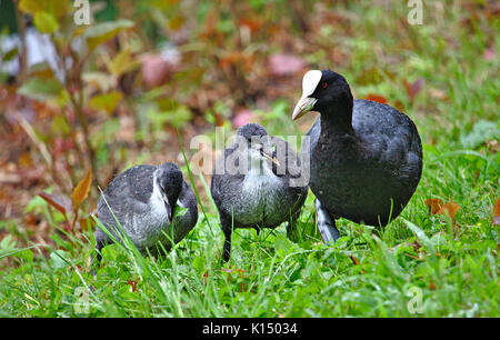 Gemeinsame Blässhuhn mit zwei Küken am Seeufer Stockfoto