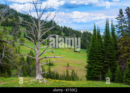 Einsame, riesige toter Baum in den Bergen. Höhenlage, grünen Wald. und blauer Himmel. Der Yellowstone National Park, Wyoming, USA Stockfoto