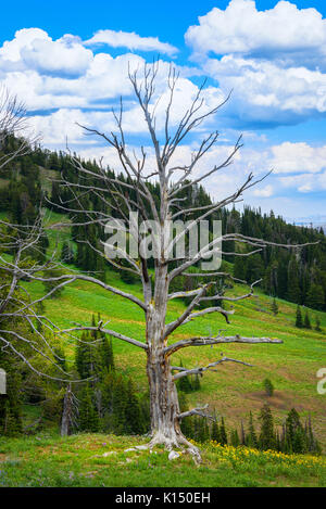 Einsame, riesige toter Baum in den Bergen. Höhenlage, grünen Wald. und blauer Himmel. Der Yellowstone National Park, Wyoming, USA Stockfoto