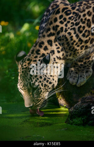 Persischer Leopard (panthera Pardus saxicolor) trinken, Captive, tritt in Südwestasien und Iran, gefährdete Arten Stockfoto